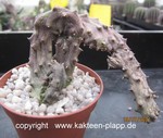 Ceropegia stapeliiformis "DRAGON TAIL" 3374