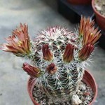 Echinocereus chloranthus cylindraceus