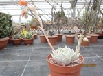 Echeveria imbricata