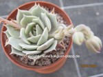 Echeveria_imbricata_2604-2