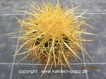 Echinocactus grusonii San Juan Capistoamo