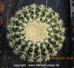 Echinocactus grusonii intermedius 1774