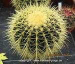 Echinocactus grusonii