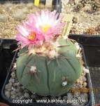 Echinocactus horizonthalonius 3371