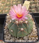 Echinocactus horizonthalonius 4545