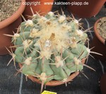 Echinocactus texensis 3221