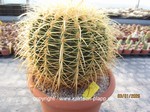 Echinocactus grusonii San Juan Capistoamo  1644