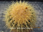 Echinocactus_grusonii_1644-2