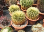 Echinocactus grusonii