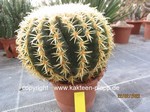 Echinocactus grusonii brevispinus 305