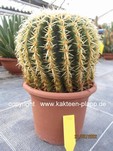 Echinocactus grusonii brevispinus 306