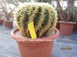 Echinocactus grusonii brevispinus  1645