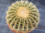 Echinocactus_grusonii_brevispinus_1645-2