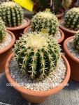 Echinocactus_grusonii_intermedius-1