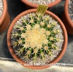 Echinocactus_grusonii_intermedius-2