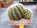 Echinocactus grusonii intermedius 3528