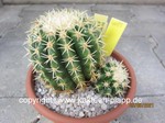 Echinocactus grusonii intermedius 4089