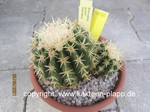 Echinocactus grusonii intermedius 4090