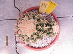 Echinocactus_grusonii_intermedius-4090-2