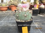 Echinocactus horizonthalonius 536
