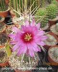 Echinocereus brandegeei flower