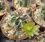 Echinocereus davisii x viridiflorus