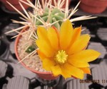 Echinocereus hancockii