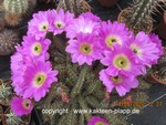 Echinocereus pentalophus minimus