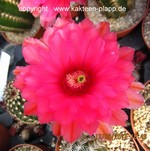 Echinocereus purpureus9a