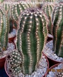 Echinocereus purpureus9b