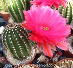 Echinocereus purpureus9