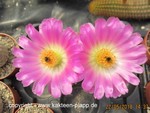 Echinocereus rigidissimus rubispinus  L088s7a