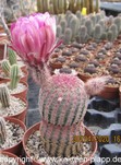 Echinocereus rigidissimus rubrispinus L088