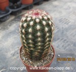 Echinocereus viridiflorus cylindraceus