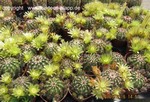 Echinocereus viridiflorus