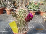 Echinocereus apachensis  1674