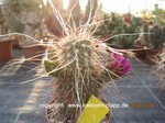 Echinocereus apachensis  1675