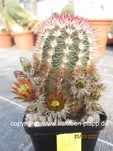 Echinocereus chloracanthus 359