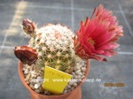 Echinocereus chloracanthus  1676