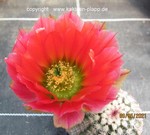 Echinocereus ctenoides 3106