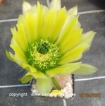 Echinocereus dasyacanthus yellow 3403