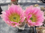 Echinocereus dasyacanthus pink 3283