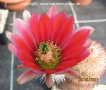 Echinocereus dasyacanthus red flower 1748