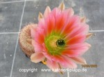 Echinocereus dasyacanthus 434