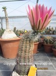Echinocereus dasyacanthus 470