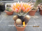 Echinocereus dasyacanthus 498