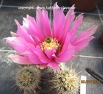Echinocereus fendleri 4075
