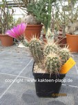 Echinocereus fendleri 447