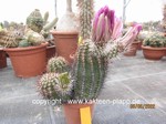 Echinocereus fendleri 509