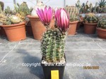 Echinocereus fendlerii v. kuenzlerii 472
